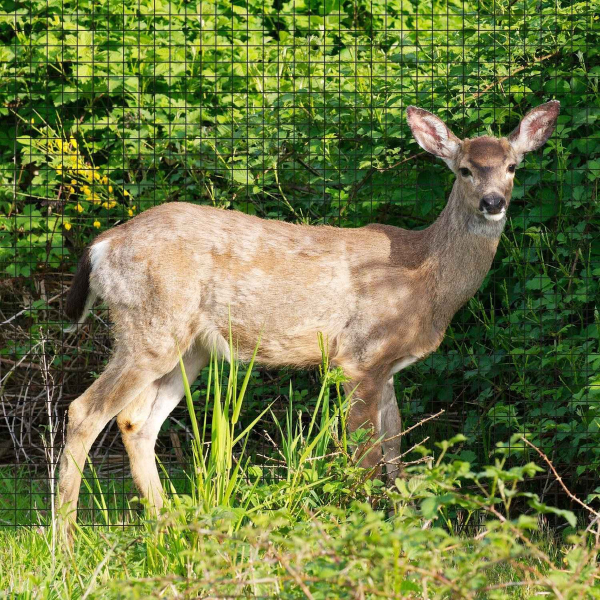 Fencer Wire Deer and Animal Fence Barrier Netting 7 ft. x 100 ft. with Mesh Size 3/4" (Light)