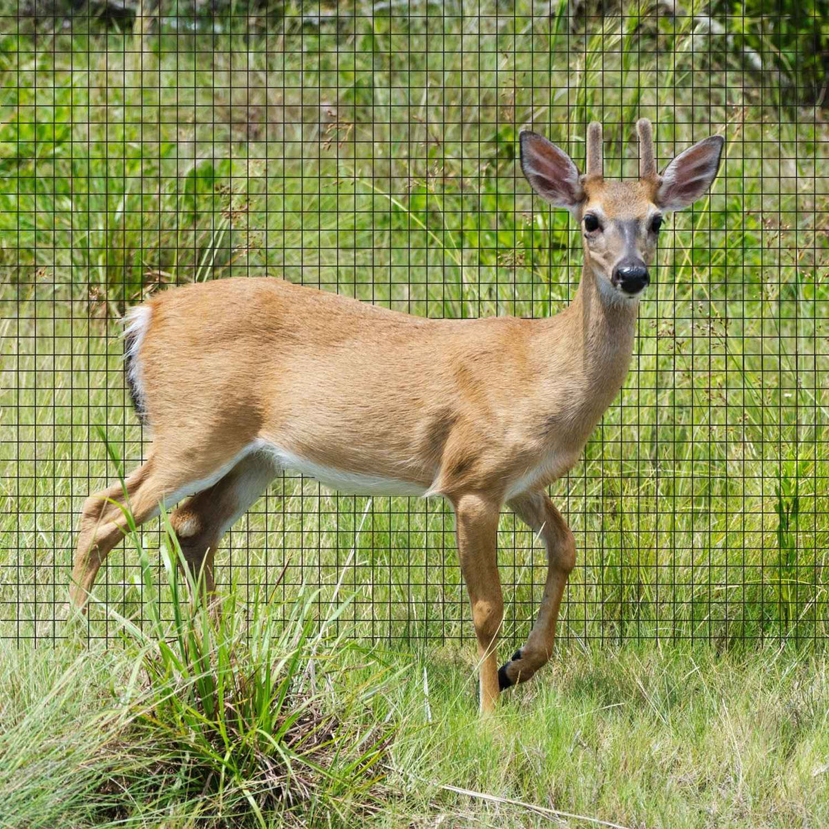 Fencer Wire Deer and Animal Fence Barrier Netting 7 ft. x 100 ft. with Mesh Size 3/4" (Heavy Duty)