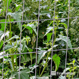 14 Gauge Galvanized Welded Wire Mesh 2 inch x 4 inch