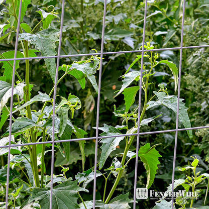 14 Gauge Galvanized Welded Wire Mesh 2 inch x 4 inch