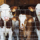 Cattle Panel, Hog Panel, Farm Fence, Galvanized Welded Wire Fence Roll, 15/13.5 Gauge, Graduated Mesh, Animal Barrier for Cattle, Deer, Goats, Multiple Size Options