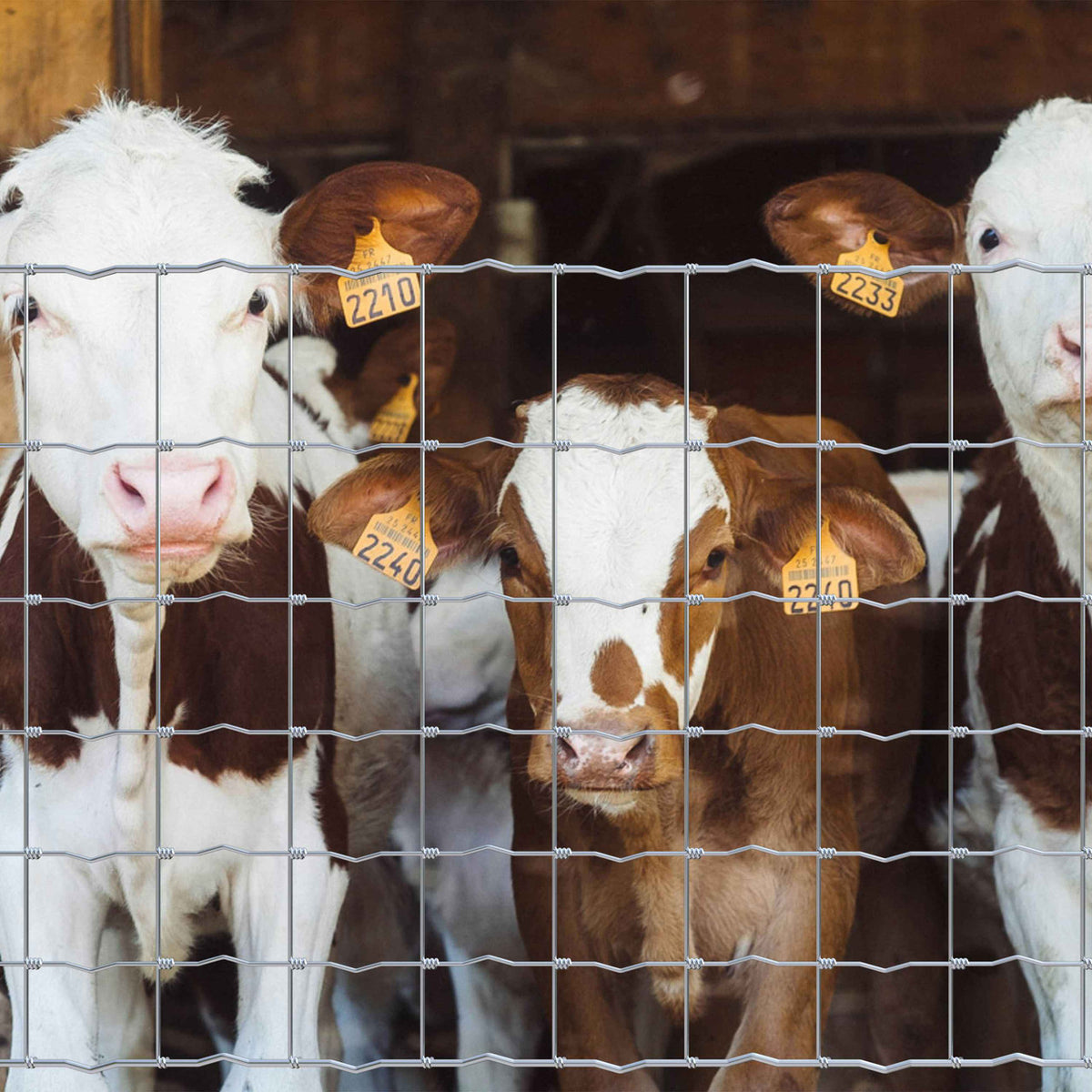 Cattle Panel, Hog Panel, Farm Fence, Galvanized Welded Wire Fence Roll, 15/13.5 Gauge, Graduated Mesh, Animal Barrier for Cattle, Deer, Goats, Multiple Size Options